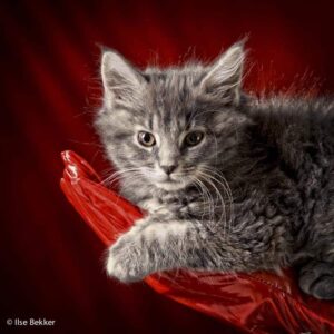 dierenfotografie