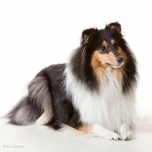 dierenfotografie portret van langharige driekleurige boldercollie liggend maar alert