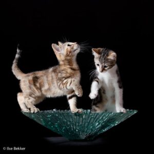 dierenfotografie portret van twee jonge katjes die nieuwsgierig op een glazen schaal balanceren