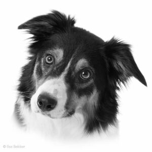 dierenfotografie zwart wit portret van kop van border collie die haar hoofd wat vragend schuin houdt