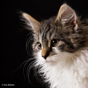 dierenfotografie portret van de kop van een jonge kat die zeer geconcentreerd op iets reageert