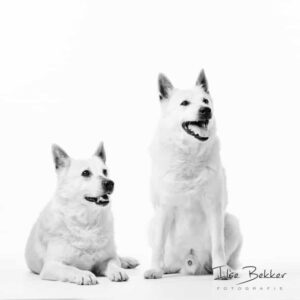 foto van 2 witte honden die regeren op een geluid